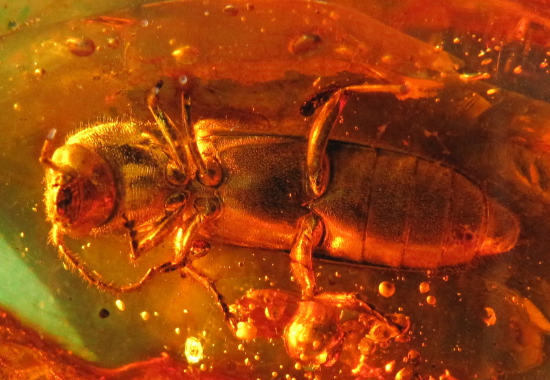 Baltic Amber fossil insect Beetle Mycetophagidae  