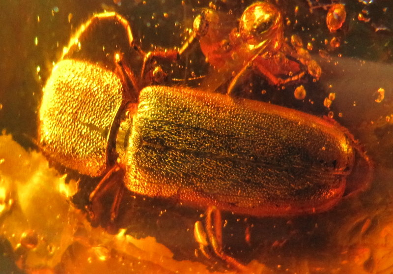 Baltic Amber fossil insect Beetle Mycetophagidae  