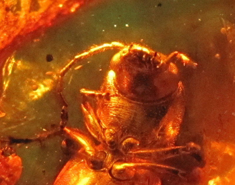 Baltic Amber fossil insect Beetle Mycetophagidae  